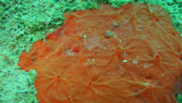 Brightly colored Orange sponge (Spirastrella cunctatrix) on a rock on the seabed, close-up.