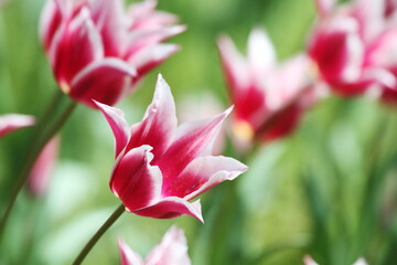 Obraz premium 赤いチューリップ