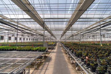 Seedlings in greenhouse. Young plants inside of greenhouse potted plants.Concepts of Agricultural Science
