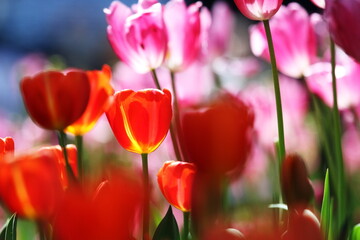 Fototapeta premium 春の花壇に咲く赤色のチューリップ