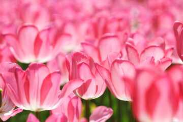 Obraz premium ピンク色のチューリップの花が咲いています