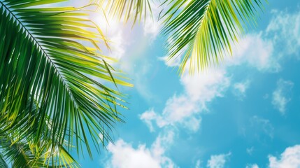 Palm leaves on blue sky background
