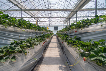 Strawberries hanging in a greenhouse. Strawberries in different growth stages hanging in the greenhouse of a strawberry nursery.