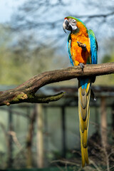 blue and gold macaw