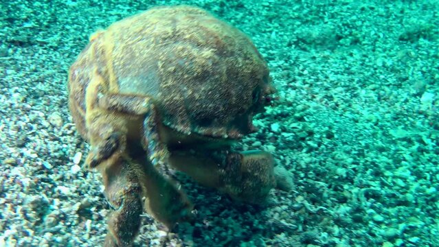 A large Sponge Crab (Dromia personata) walks along the seabed, side view, small legs are visible with which the crab holds a sponge on its back for camouflage.
