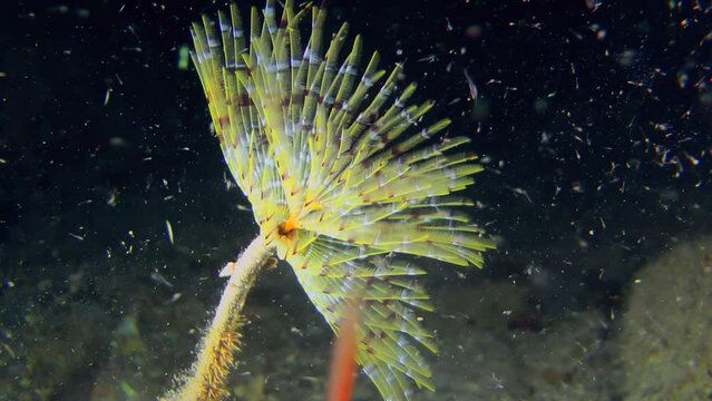The polychaete Mediterranean fan worm (Sabella spallanzanii) has unfolded a corolla of brightly colored tentacles, numerous planktonic organisms are swimming around, close-up.
