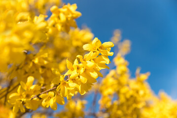 forsythia branches yellow blooming and blue sky.