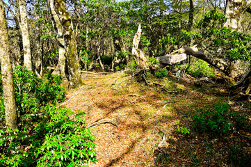春の丹沢山地　寿岳の山頂
