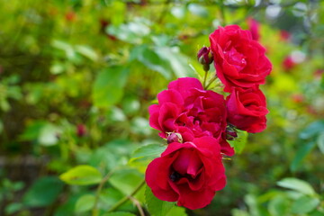 red rose in garden