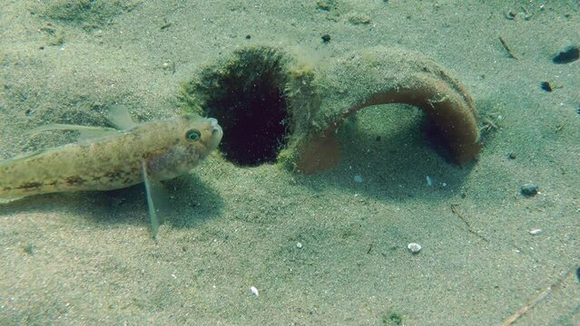 A male Black goby (Gobius niger) in breeding plumage hides in the shelter of an ancient amphora.