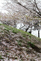 桜の花びらが散った公園