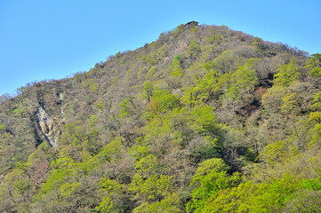 春の丹沢山地　日高東尾根　寿岳より新緑の塔ノ岳を望む

