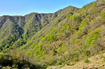 春の丹沢山地　日高東尾根　寿岳より新緑の表尾根を望む

