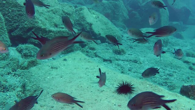 A large flock of Damselfish (Chromis chromis) swims slowly against the backdrop of underwater rocks.