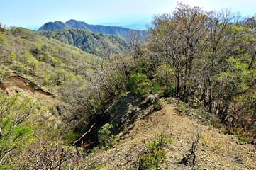 Fototapeta premium 新緑の丹沢山地 日高東尾根より丹沢三峰を望む 
