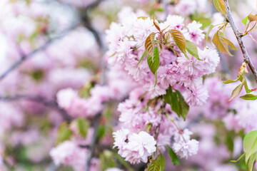 Close-up image of the beautiful soft pink Cherry Blossom of 'Prunus Kanzan' Japanese flowering cherry tree - obrazy, fototapety, plakaty