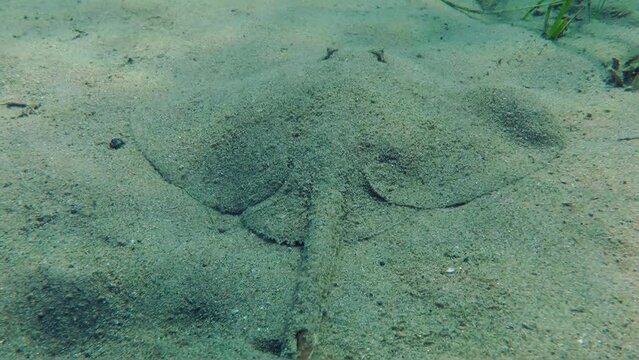 Marine fish Thornback Ray (Raja clavata) slowly glides through sandy shallows among spots of light, rear view, close-up.