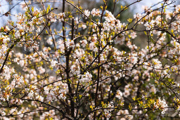 Blossoming branch of a tree