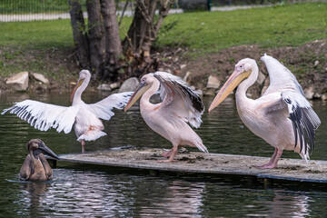 Anmut in Rosa: Der rosa Pelikan im Zoo Straubing