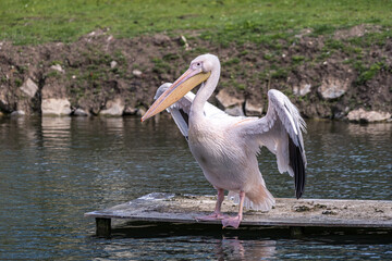 Anmut in Rosa: Der rosa Pelikan im Zoo Straubing