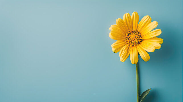 yellow flower on blue background 