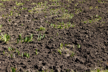Seedlings sprout in the garden bed in the spring