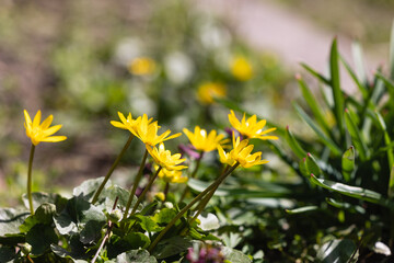 Spring flower Ficaria verna close up