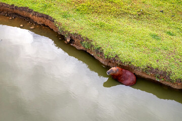 Aerial view of capybara, Hydrochoerus hydrochaeris, the largest rodent species