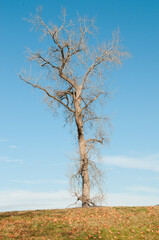 Huge tree on a hill with clear blue sky