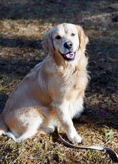 golden retriever dog