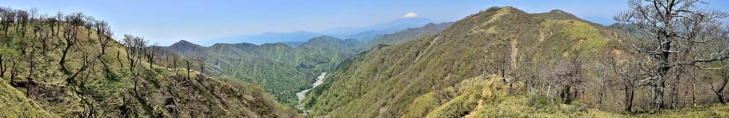 丹沢山地の丹沢山より富士山と新緑のパノラマ写真
