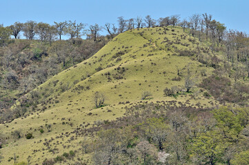 Naklejka premium 丹沢山地の丹沢山より望む新緑の不動ノ峰 