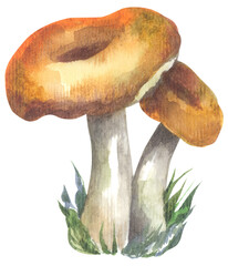 Hedgehogs Edible Mushroom. Watercolor hand drawing painted illustration.