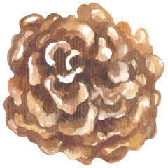 Hen of the Woods Maitake Edible Mushroom. Watercolor hand drawing painted illustration.