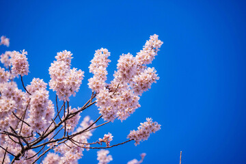 四月のささやき