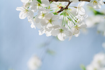 2024年4月の東京に咲いた桜