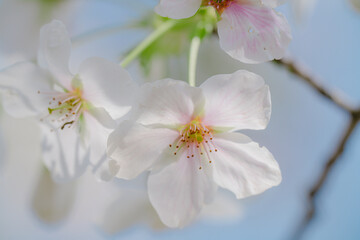 2024年4月の東京に咲いた桜