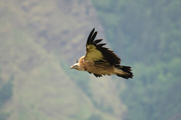 Himalayan vulture (Gyps himalayensis) or Himalayan griffon vulture, an Old World vulture, observed in flight in Auli in Uttarakhand, India