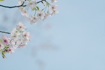 Obraz premium 2024年4月の東京に咲いた桜