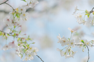 2024年4月の東京に咲いた桜