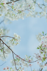 2024年4月の東京に咲いた桜