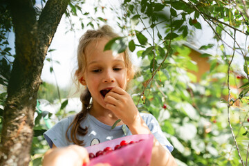 A young girl enjoys the fruits of her labor, tasting a sweet cherry after a day of picking in the sunlit orchard
