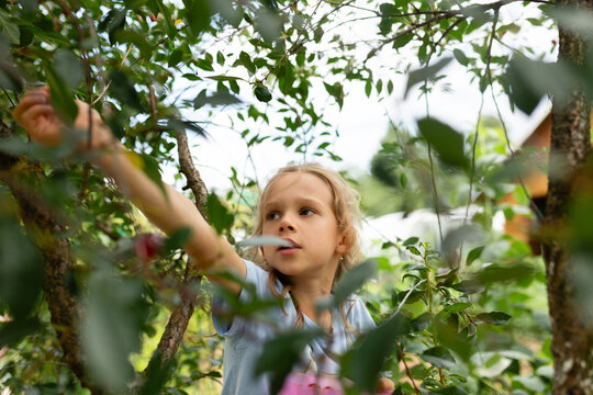 An intent young girl reaches for cherries in an orchard, her focus evident amidst the dappled light filtering through the leaves