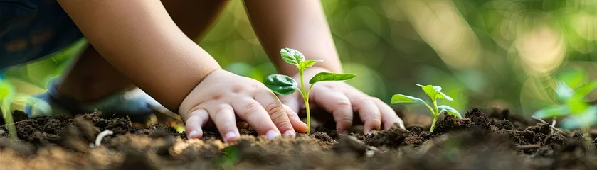 Fotobehang A heartwarming image of a child's hands planting a seedling, teaching about environmental science and responsibility, © AI Farm