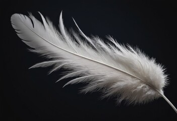 A single white feather curves gracefully, its soft texture highlighted by a deep black backdrop. AI generation