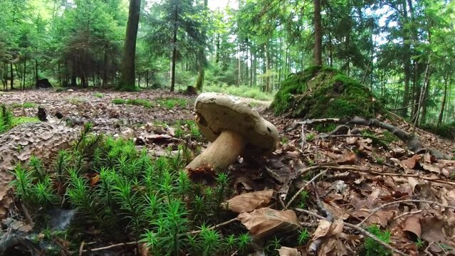 Filmmaterial einer Nahaufnahme eines Pilz im Wald auf Moos Boden mit Kappe und Stil, Deutschland