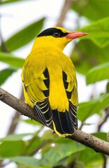 Captivating picture is behind close-up of a Black-naped Oriole sitting on a branch, showcasing its...