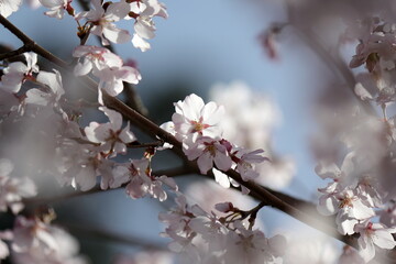 日本の桜、ソメイヨシノ