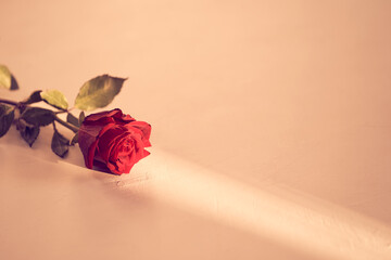 Beautiful red rose on a peach fuzz background on a narrow beam of sunlight. Backdrop with copy...