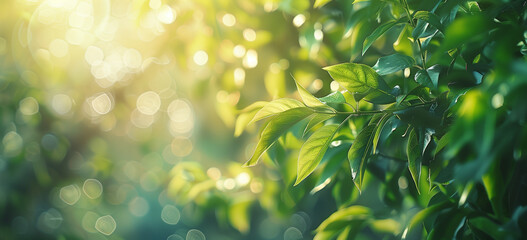 Fresh Green Leaves, Soft Bokeh Lights, Natural Spring Background - obrazy, fototapety, plakaty